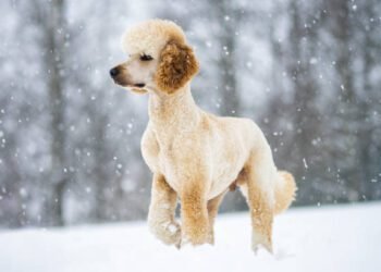 Poodle Dog Breed