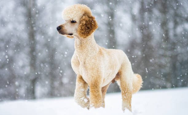 Poodle Dog Breed