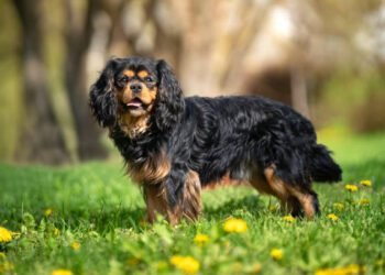 Cavalier King Charles Spaniel