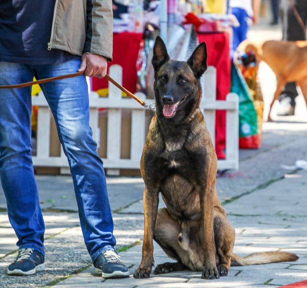 Belgian Malinois