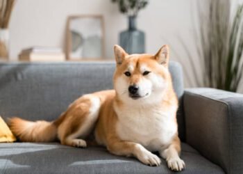 Shiba Inu