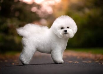 Shichon