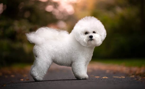 Shichon