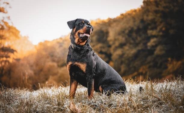Rottweiler