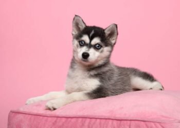 pomsky dog breed