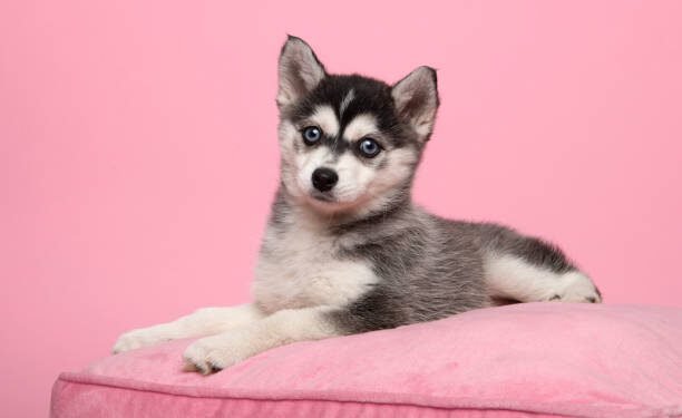 pomsky dog breed