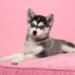 pomsky dog breed
