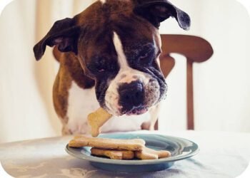 Can dogs eat cinnamon?