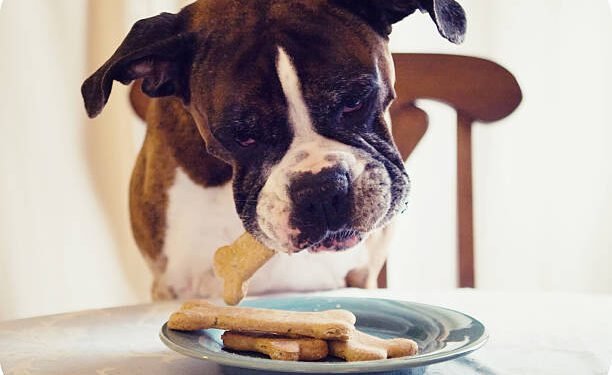 Can dogs eat cinnamon?