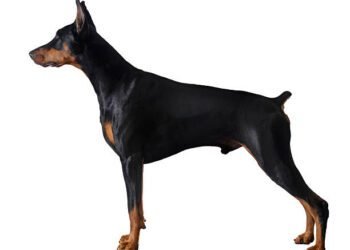 Doberman