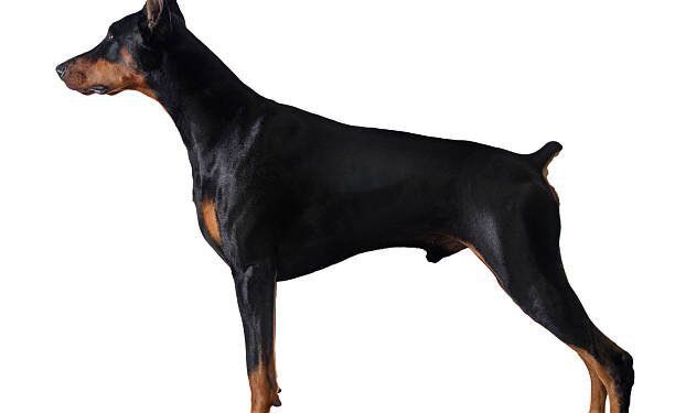 Doberman