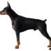 Doberman