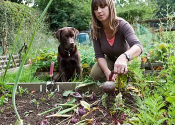 Can Dogs Eat Beets