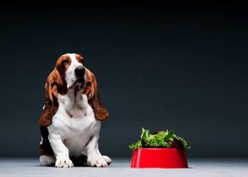 can dogs eat collard greens