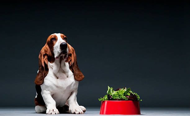 can dogs eat collard greens