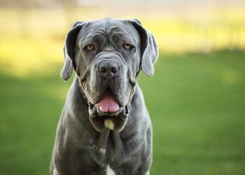 Neapolitan Mastiff