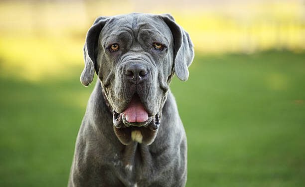 Neapolitan Mastiff