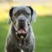 Neapolitan Mastiff
