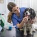 vet treating dog with Credelio™ for Dogs