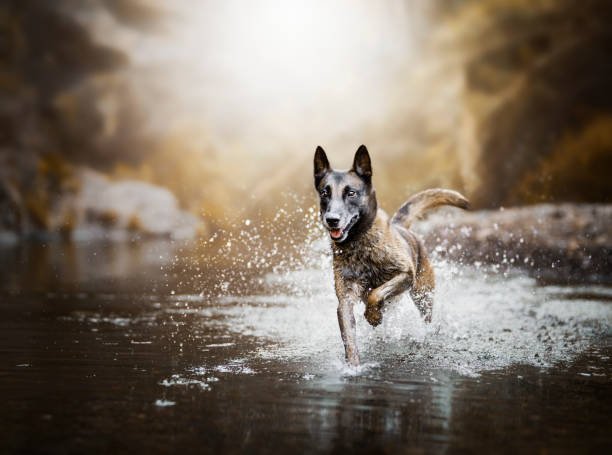 Belgian Malinois