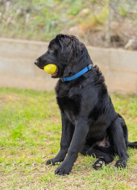 Belgian Malinois