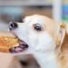 Can dog eat Bread