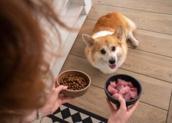 can dogs eat chicken?