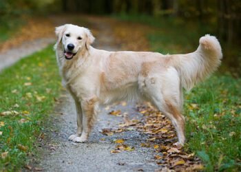 Golden Retrievers