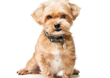 Shorkie Dog
