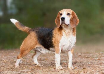beagle