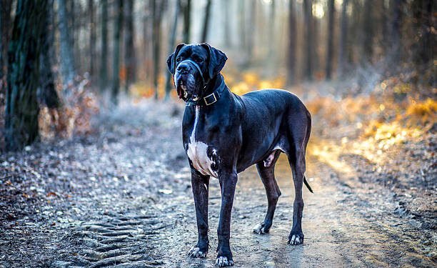 Great Dane