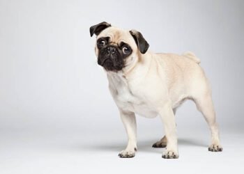 Pug dog breed