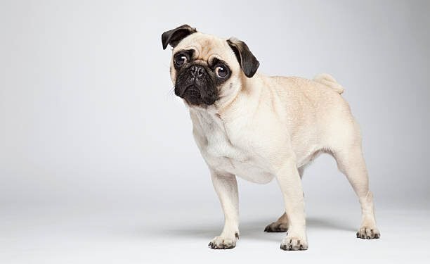 Pug dog breed