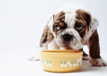 bulldog dietary needs