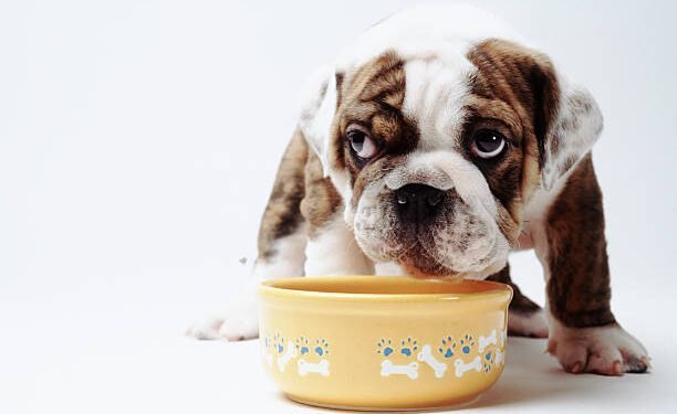 bulldog dietary needs