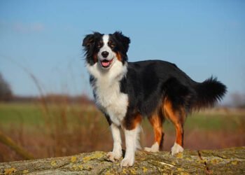 Australian Shepherd