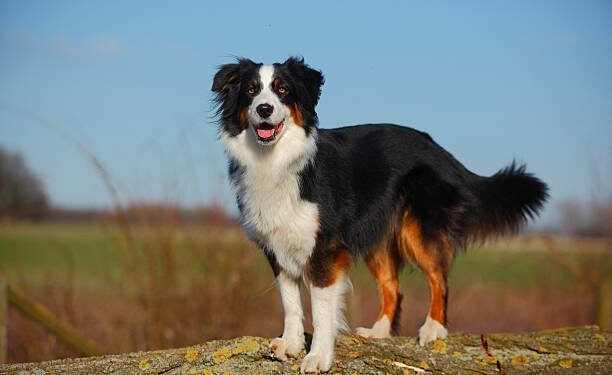 Australian Shepherd