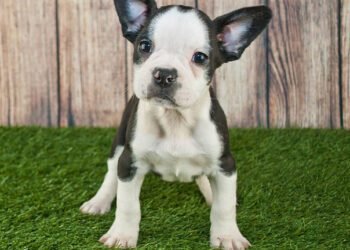 Frenchton Puppy