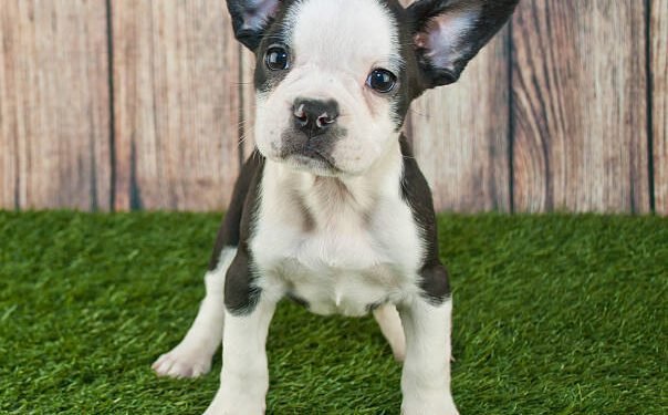 Frenchton Puppy