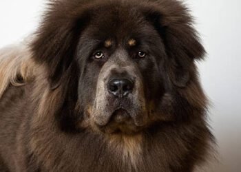 Tibetan Mastiff