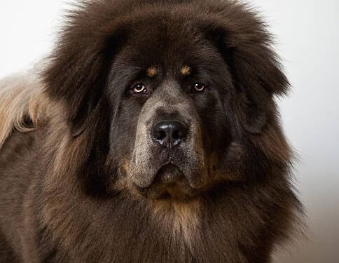 Tibetan Mastiff
