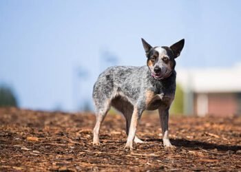 Australian cattle dog Blue Heeler