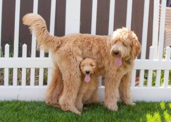 Mini Goldendoodles