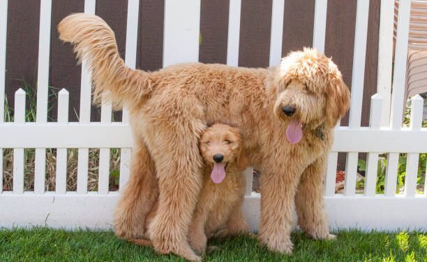 Mini Goldendoodles