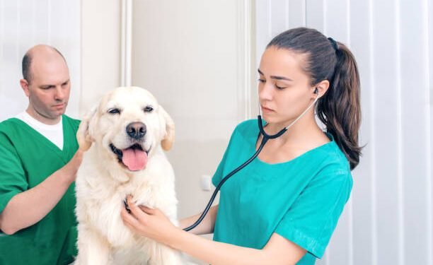 Incurin for Dogs: Benefits, Dosage, Side Effects, and More - puppadogs.com