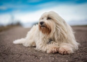 Havanese Dog Breed