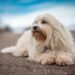 Havanese Dog Breed