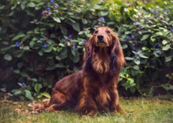 Long Haired Dachshund Dog Breed
