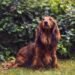 Long Haired Dachshund Dog Breed