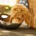 Rice Eting for dogs